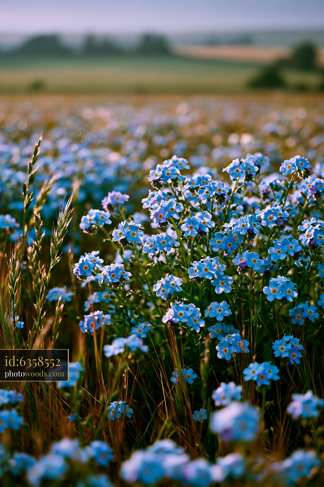 Forget-me-not Flowers Blooming in a Meadow