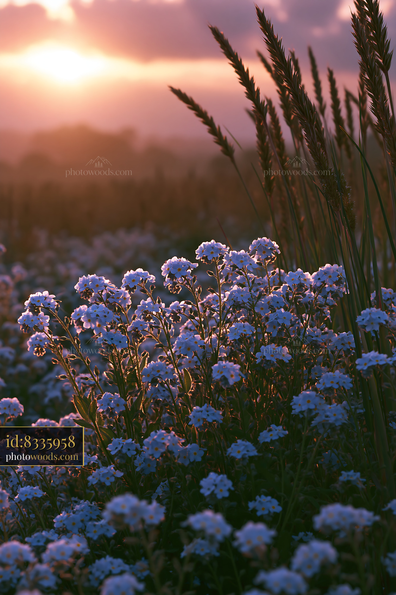 Forget-me-not Flowers in Meadow at Sunset