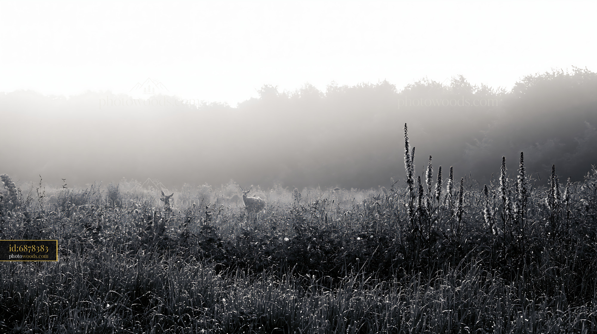 Foxglove Flowers in Meadow at Dawn With Fog