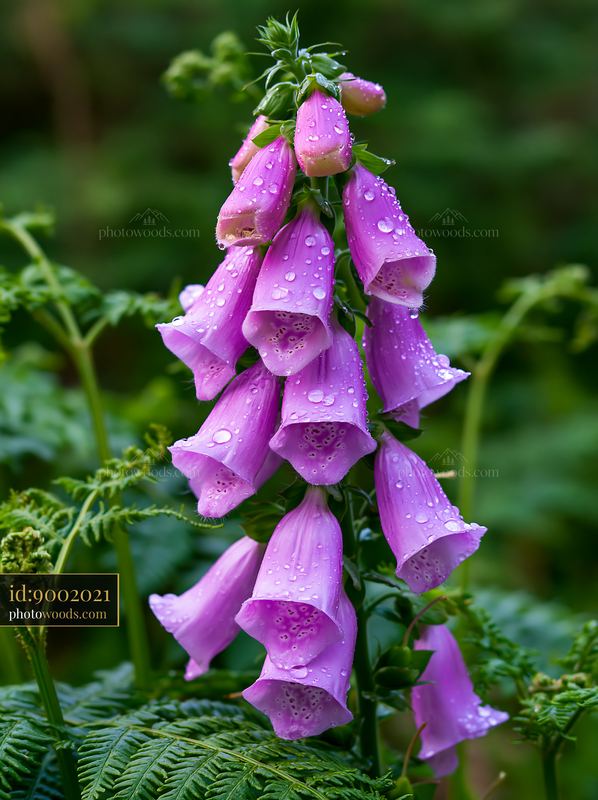 Foxglove flowers blooming in a woodland clearing