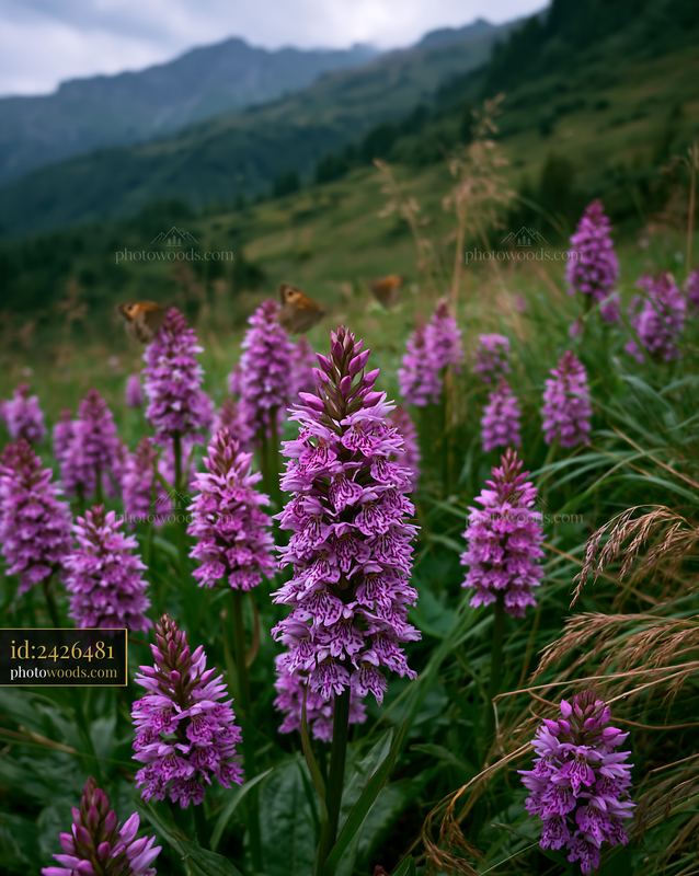 Fragrant Vanilla Orchids in the Alps Mountains