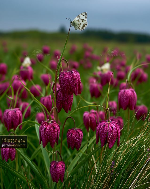 Fritillaria Meleagris With Butterfly in a Meadow Landscape