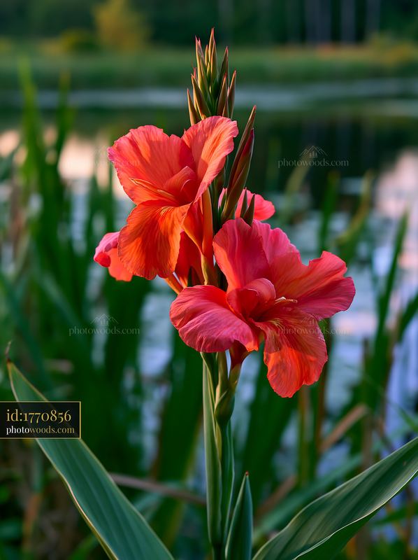 Gladiolus Flower Blooming Near Water in Summer