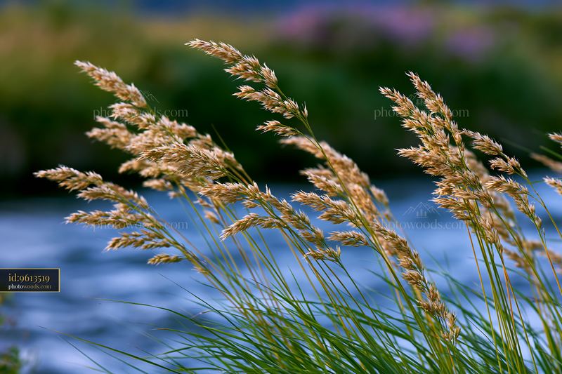 Windblown meadow grass beside calm blue water