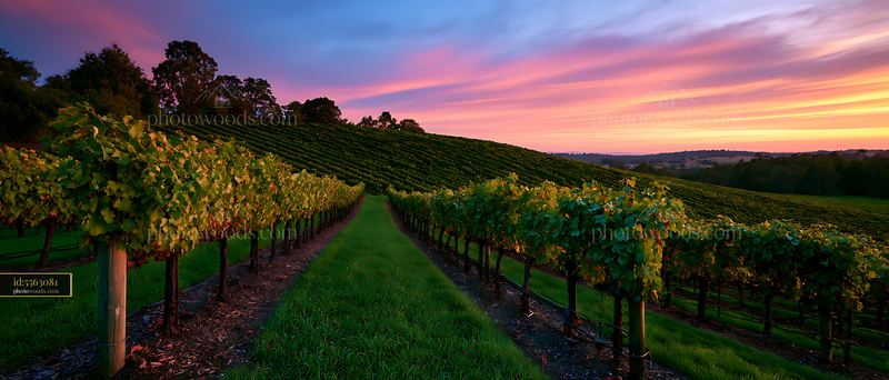 Vineyard landscape at sunset with rows of grape vines