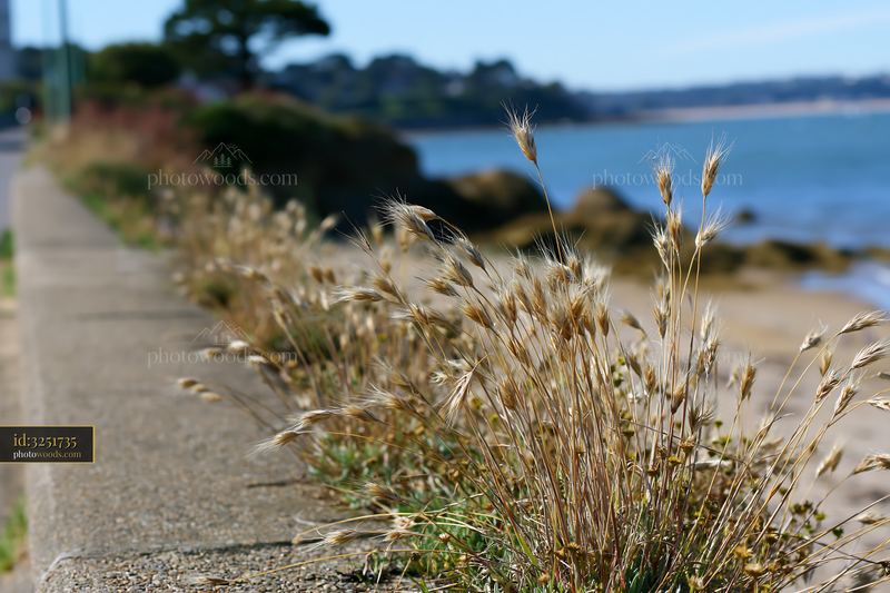 Coastline with protective sea wall and dry grasses