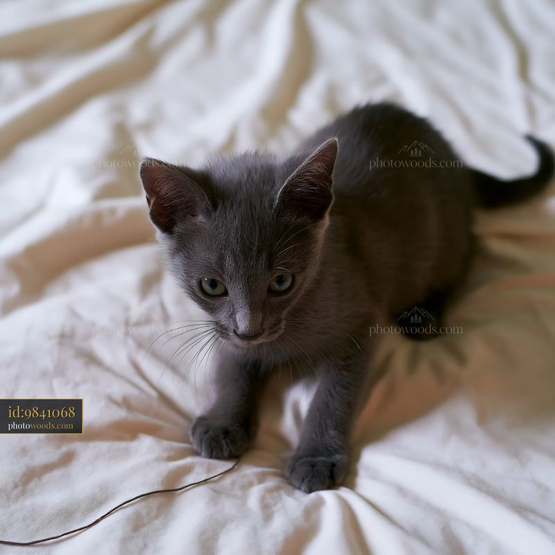 Korat kitten standing on a rumpled bed