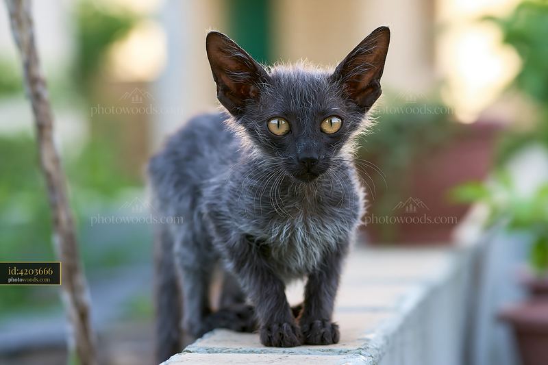 Gray Lykoi cat standing on a pale wall outdoors and looking directly at the camera.