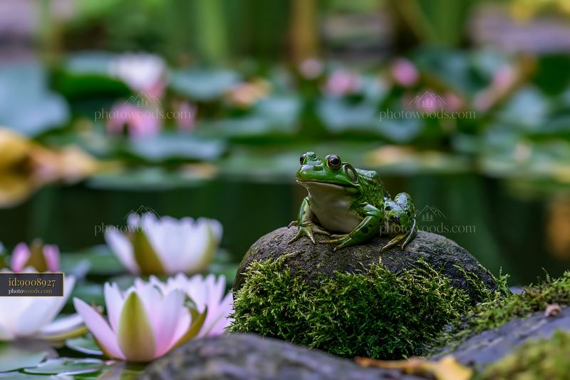 Green Frog on Mossy Stone in Water Lily Pond