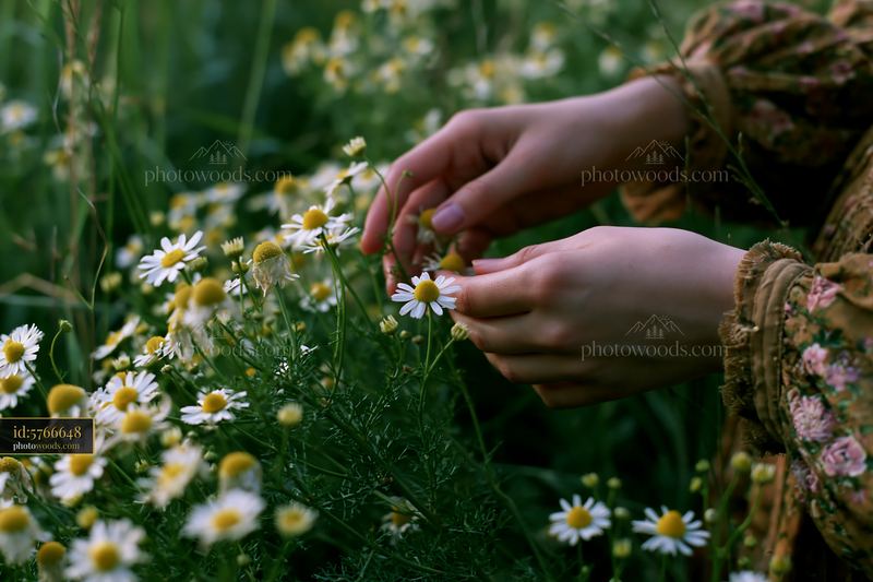 Hand gathering wild meadow flowers in a vibrant green field