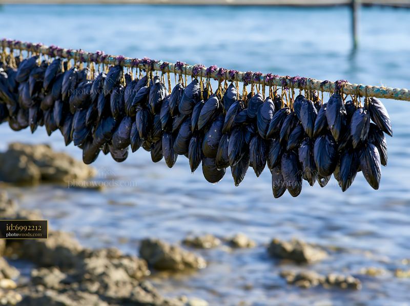 Coastline with mussel farms showing hanging mussels and calm water