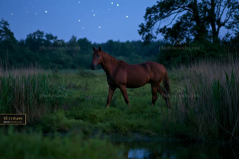 Horses crossing a field beneath stars at night