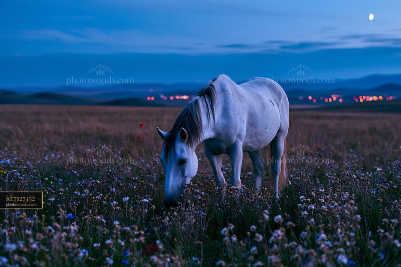 Horses grazing under a summer night sky with flowers