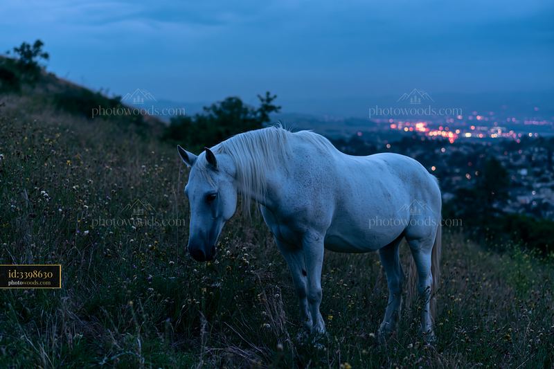 Horses grazing under a summer night sky with city lights in view