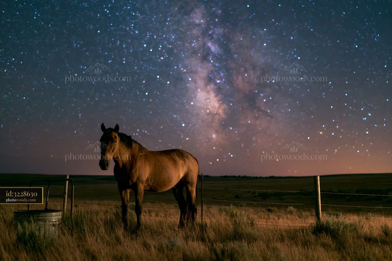 Horses resting beneath the Milky Way in a starry night sky