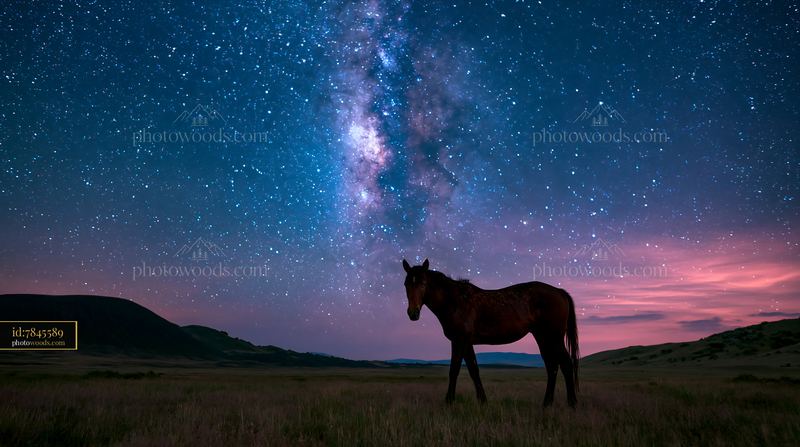 Horses resting beneath the Milky Way in a night sky
