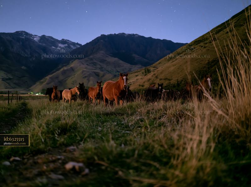 Free roaming horses under starlight on a mountain landscape