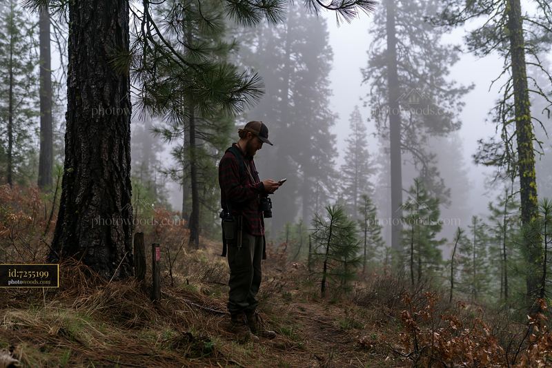 Fog drifting through pine forest mountains with a person standing