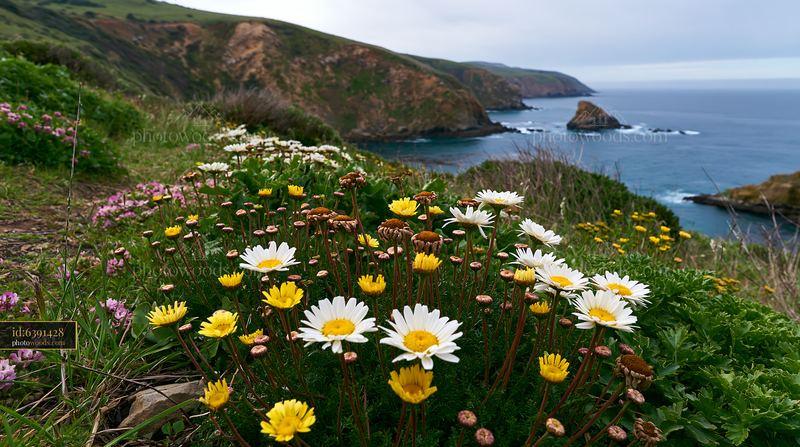 Colorful flowers bloom along a cliff edge overlooking the sea