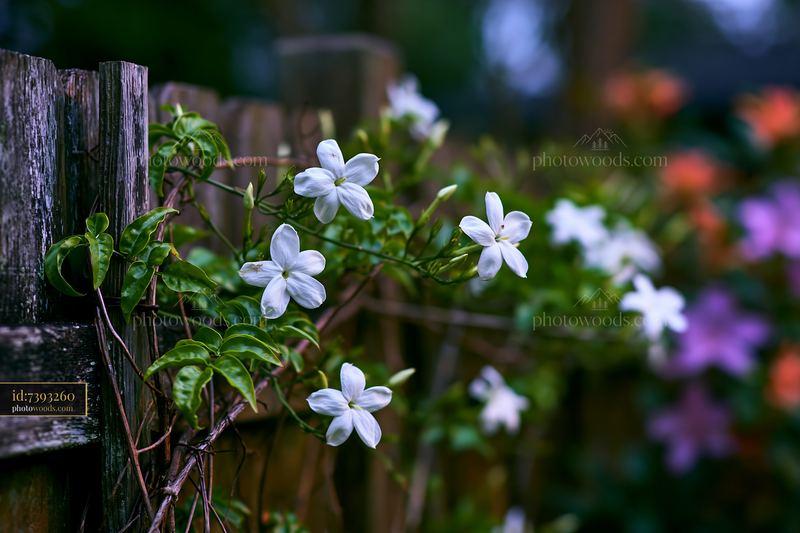 Jasmine flowers blooming on a fence at dusk