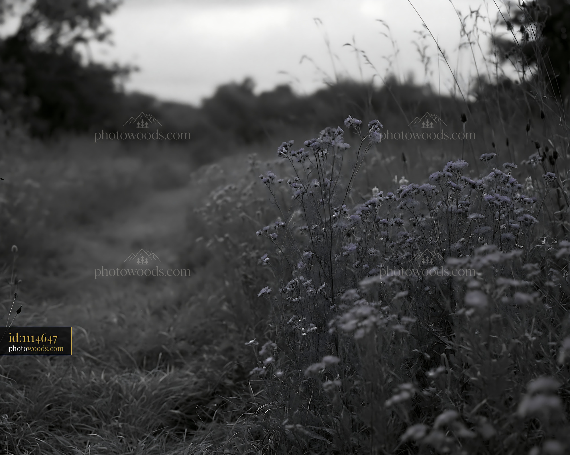Knapweed Blooming Along a Grass Path in a Meadow