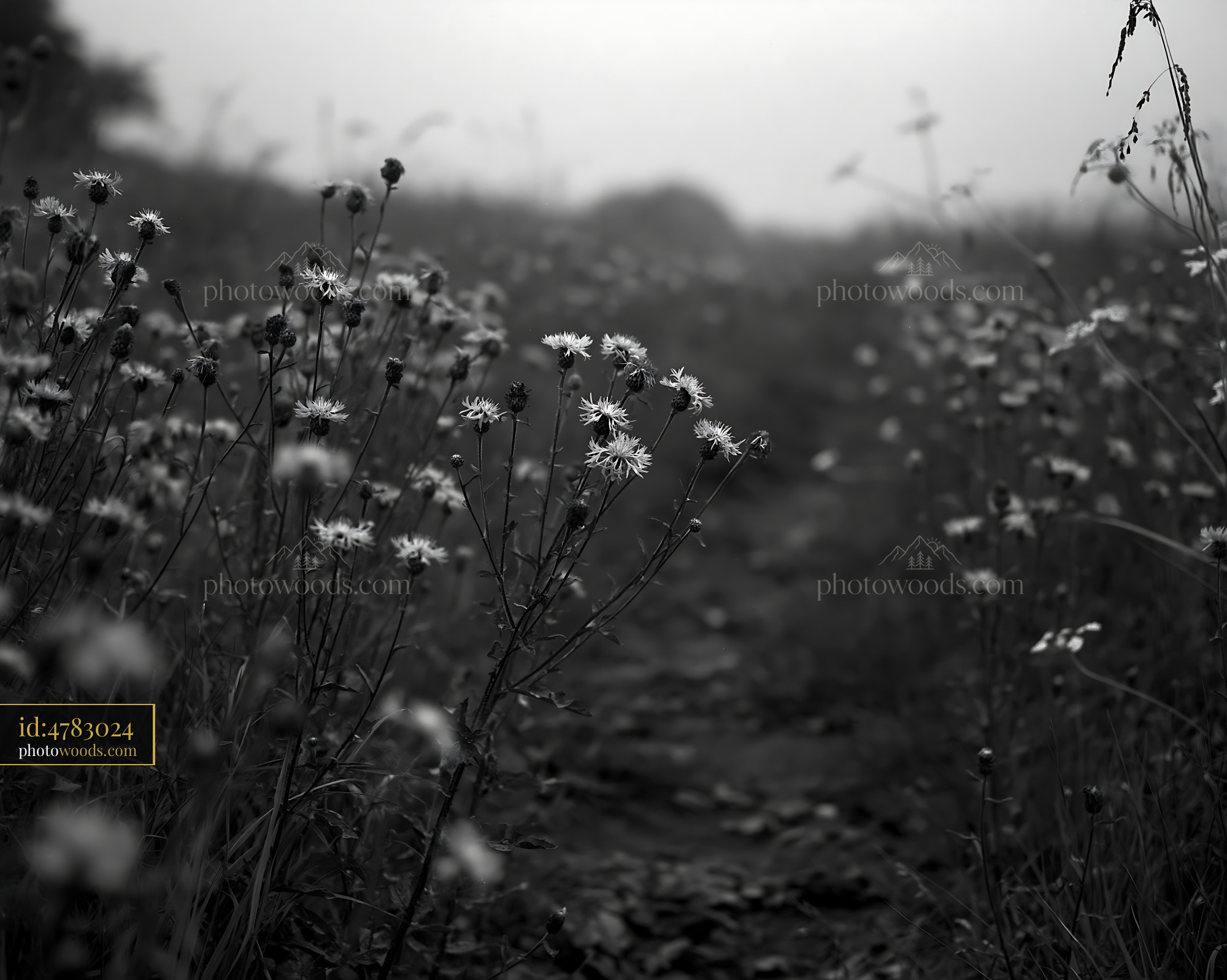 Knapweed Blooming Along a Meadow Path in a Misty Morning