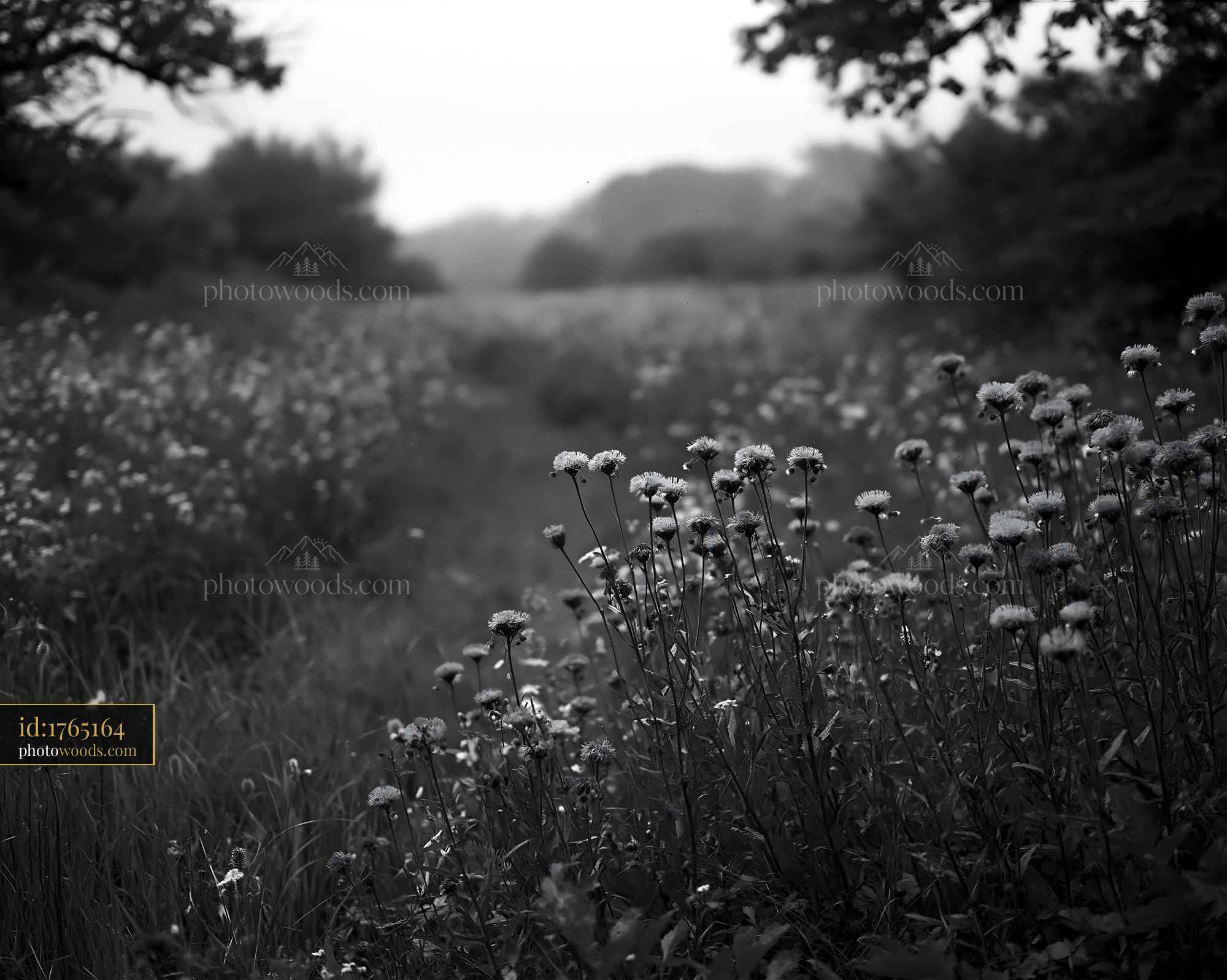 Knapweed Blooming Along a Meadow Pathway in Soft Morning Light