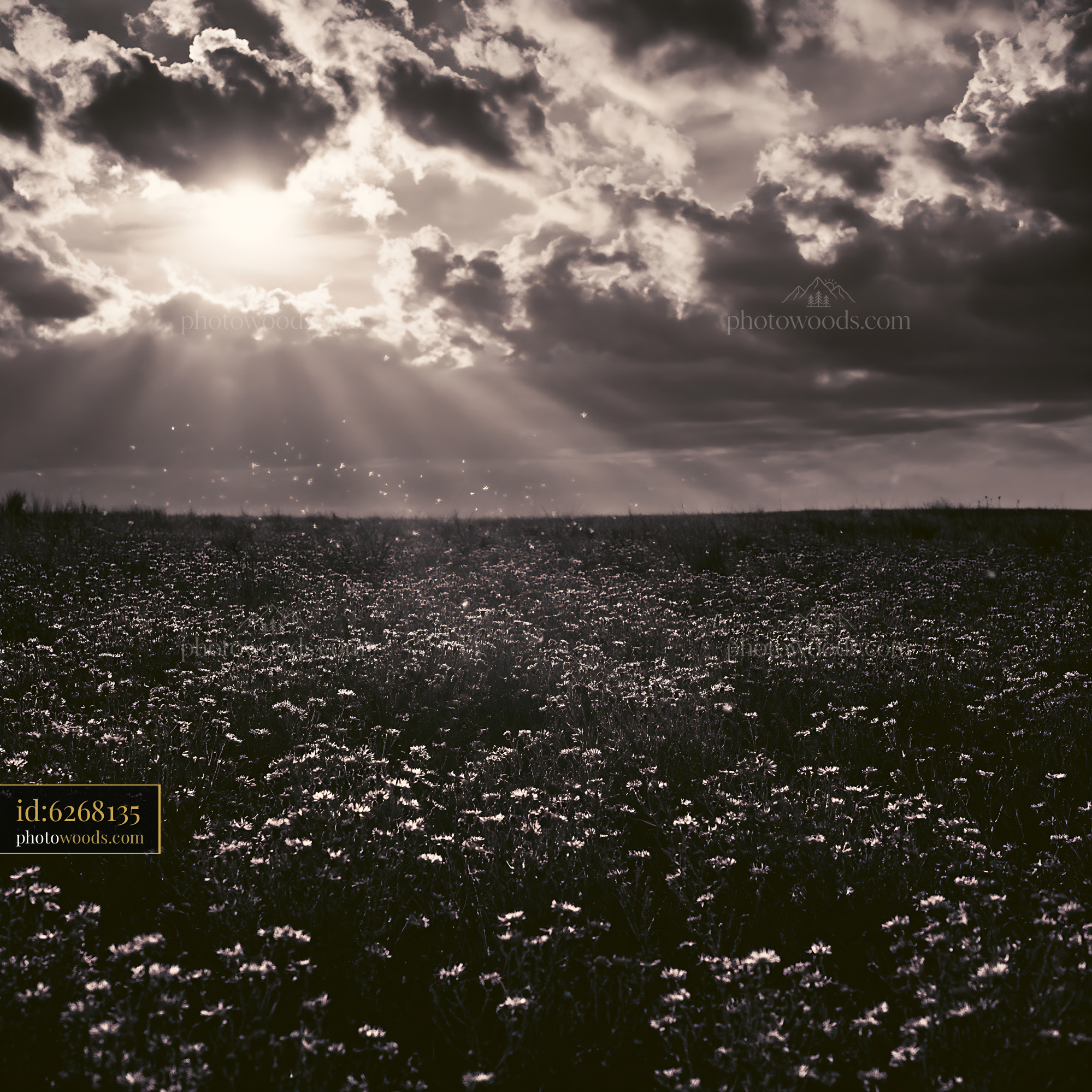 Knapweed Blooms in Meadow Under Soft Light and Clouds