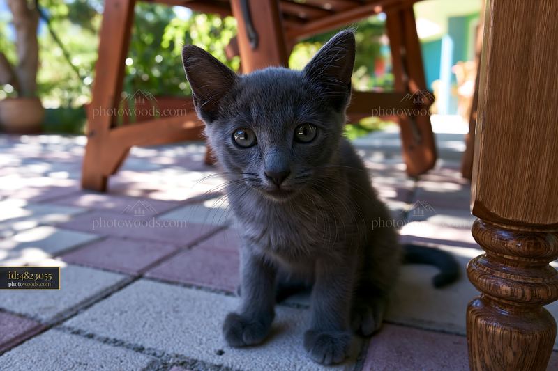 Korat kitten sitting on the floor near wooden furniture
