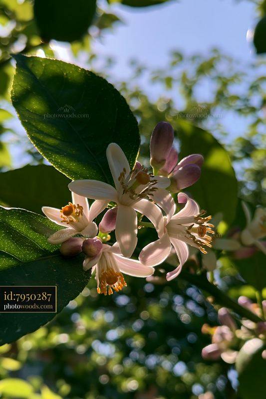 Lemon tree blossoms in sunlight create a vibrant scene