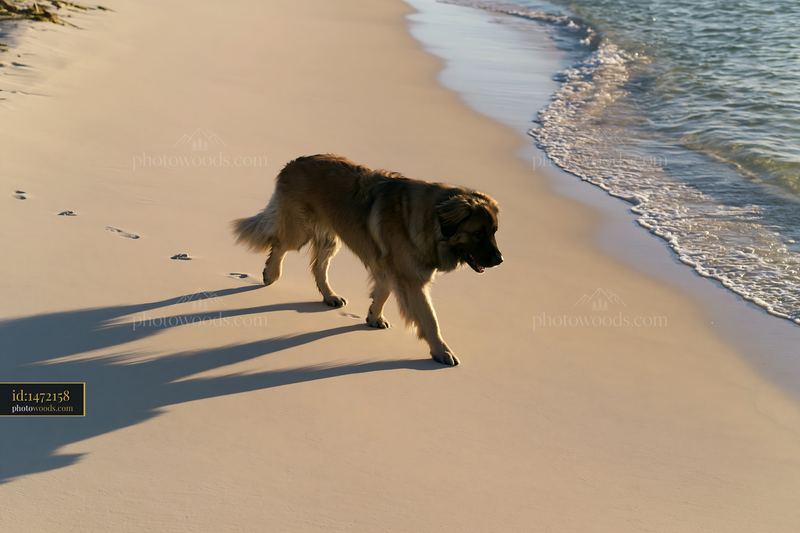 Long-haired dog walking along a sandy beach