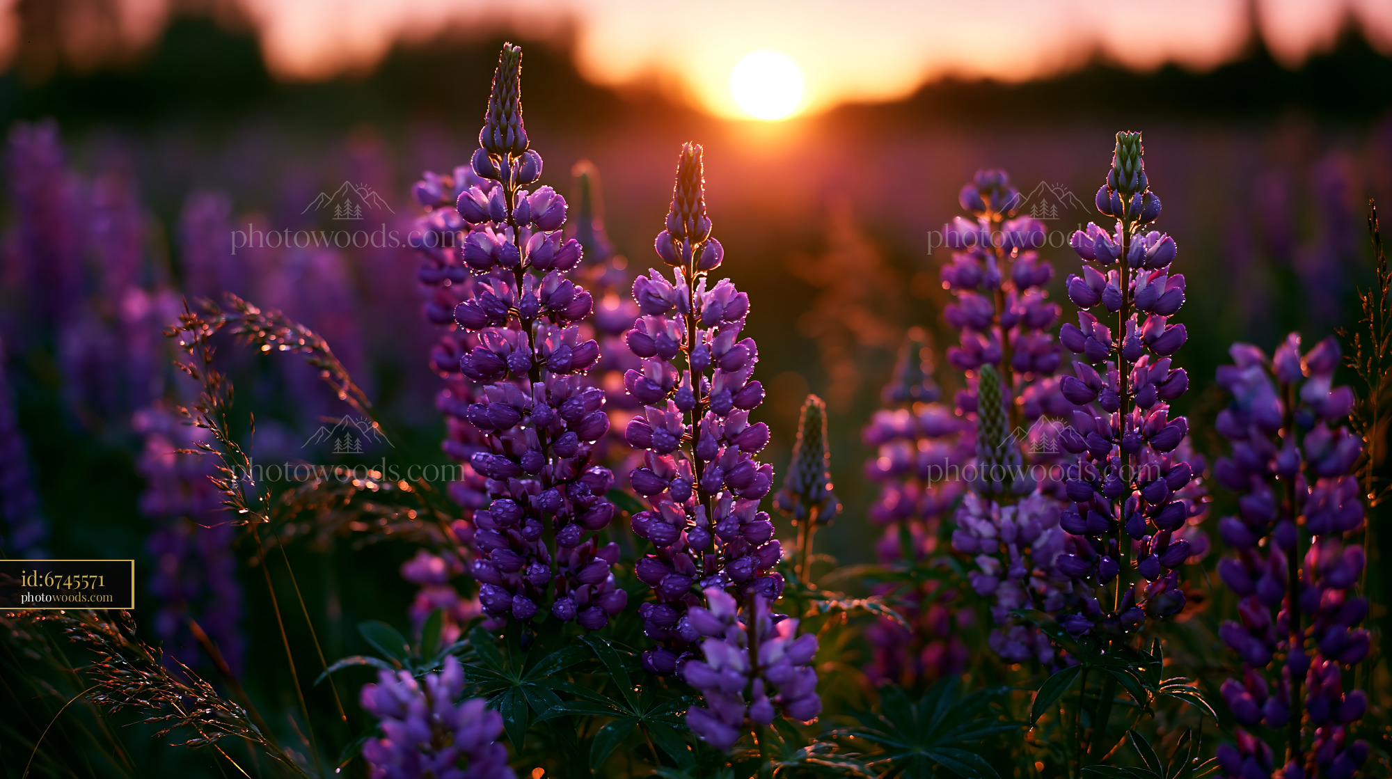 Lupine Blooming in a Meadow at Sunset