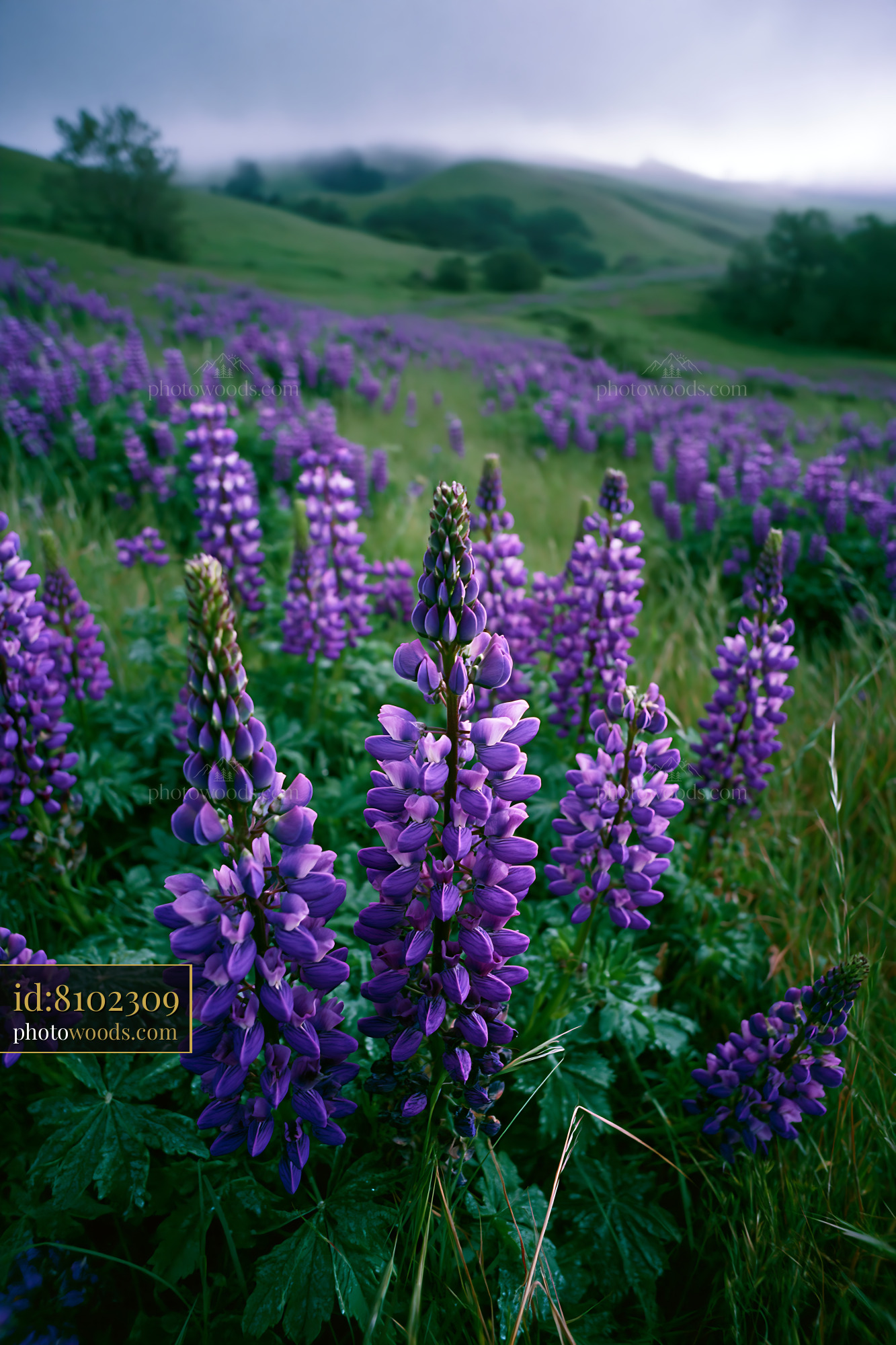 Lupine Flowers Blooming in a Green Meadow During Spring