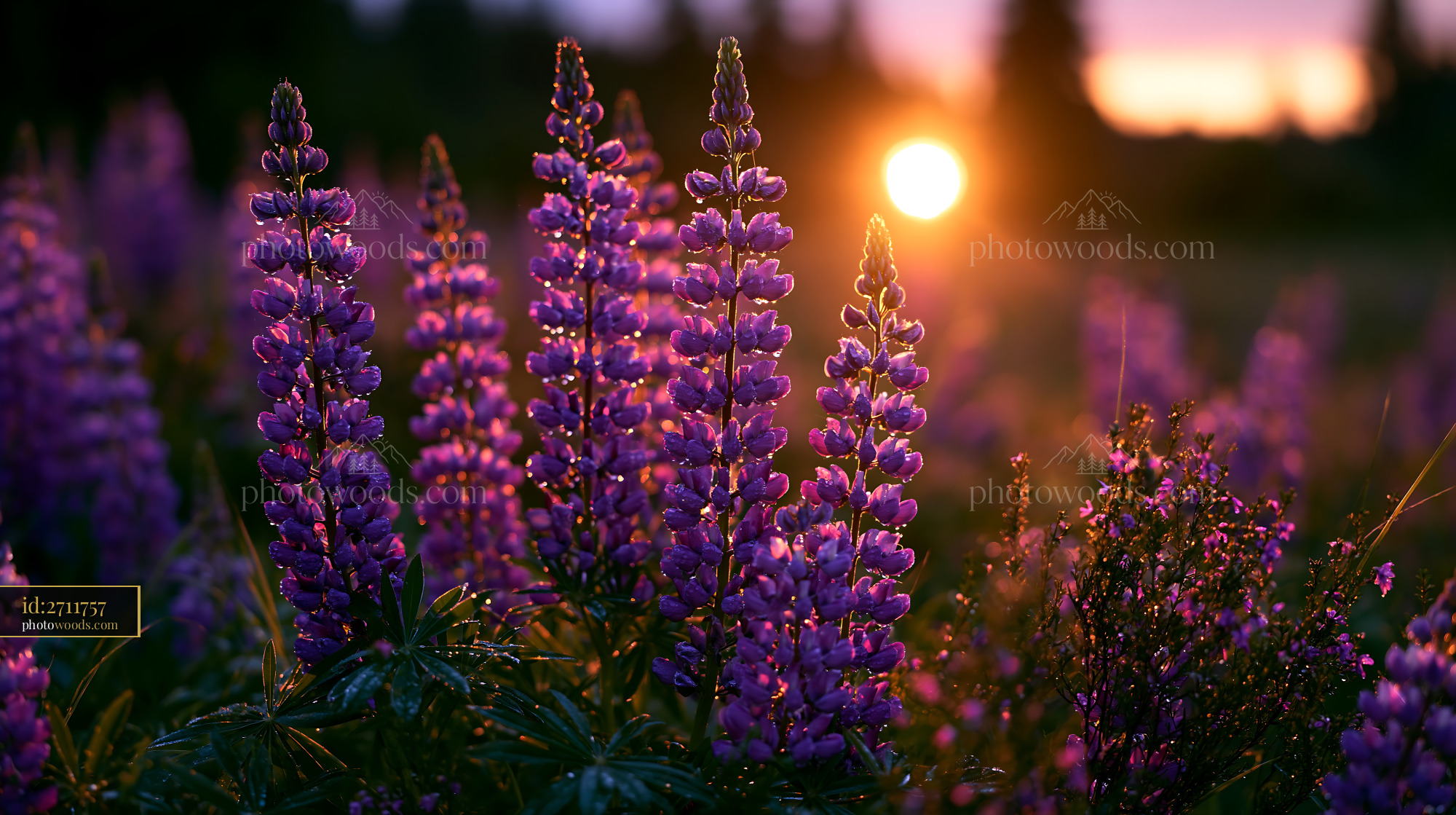 Lupine Flowers Blooming in a Meadow During Golden Hour at Sunset