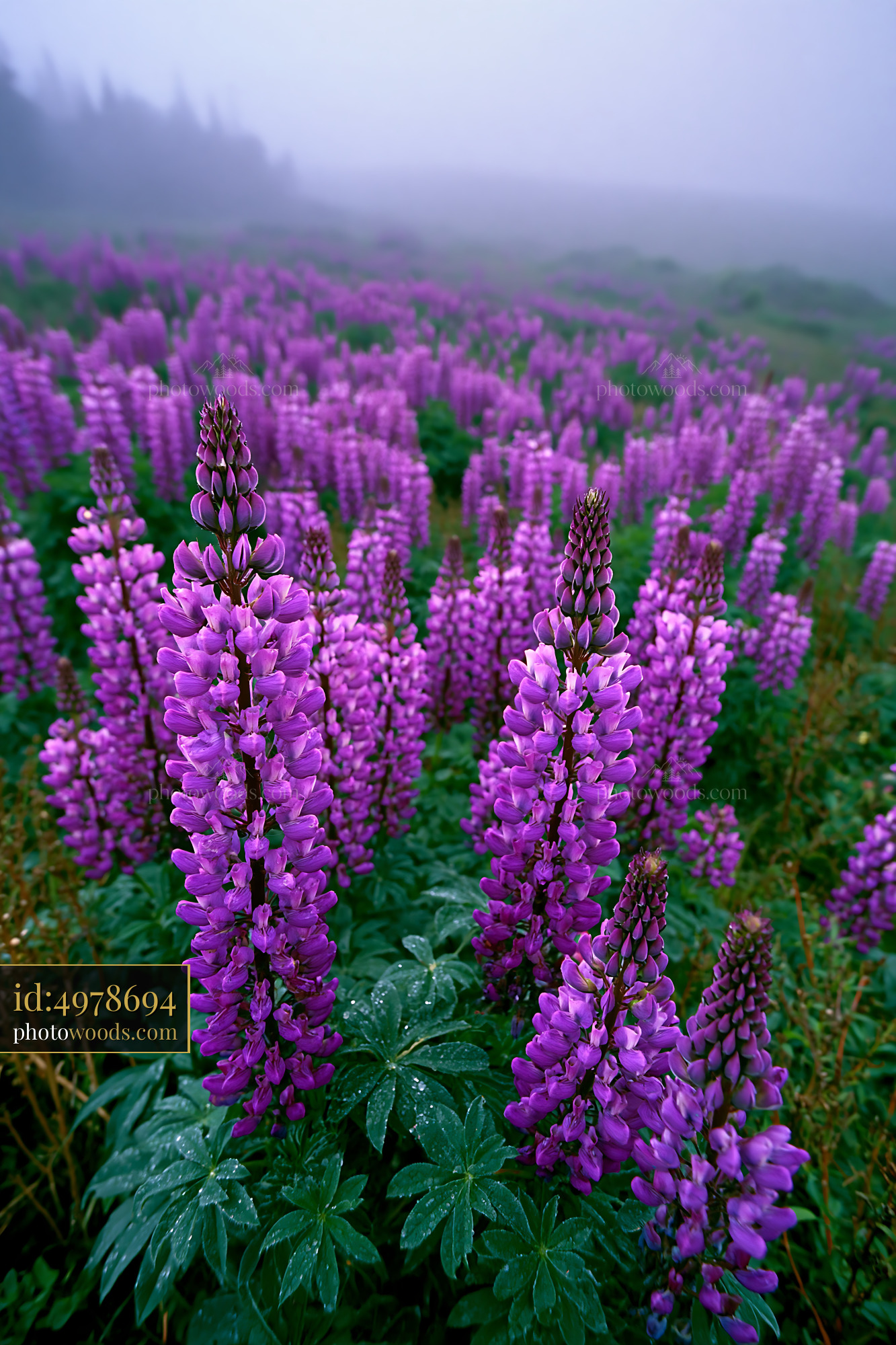 Lupine Flowers Blooming in a Misty Meadow Landscape