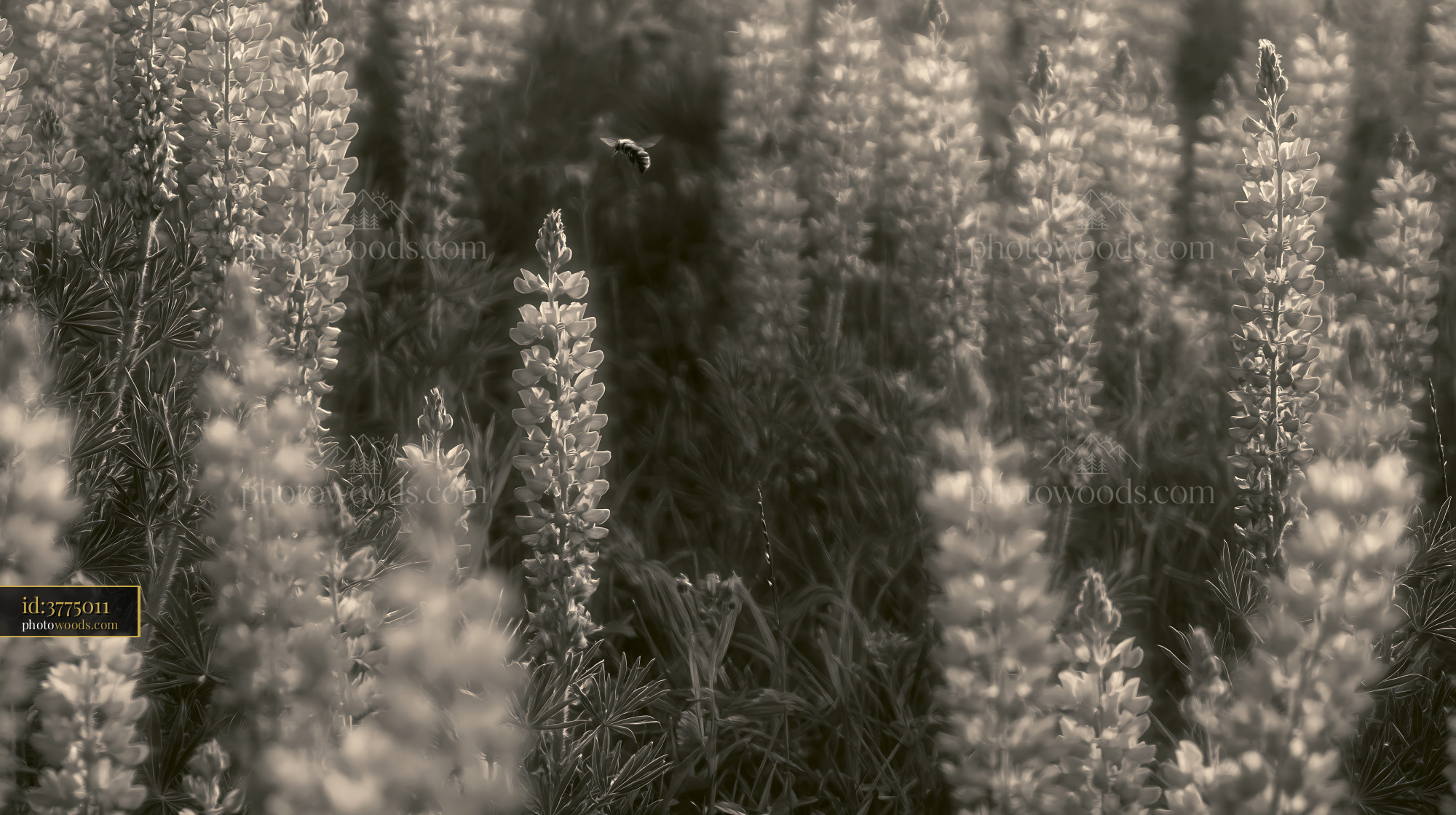 Lupine Flowers in Bloom at Meadow During Golden Hour