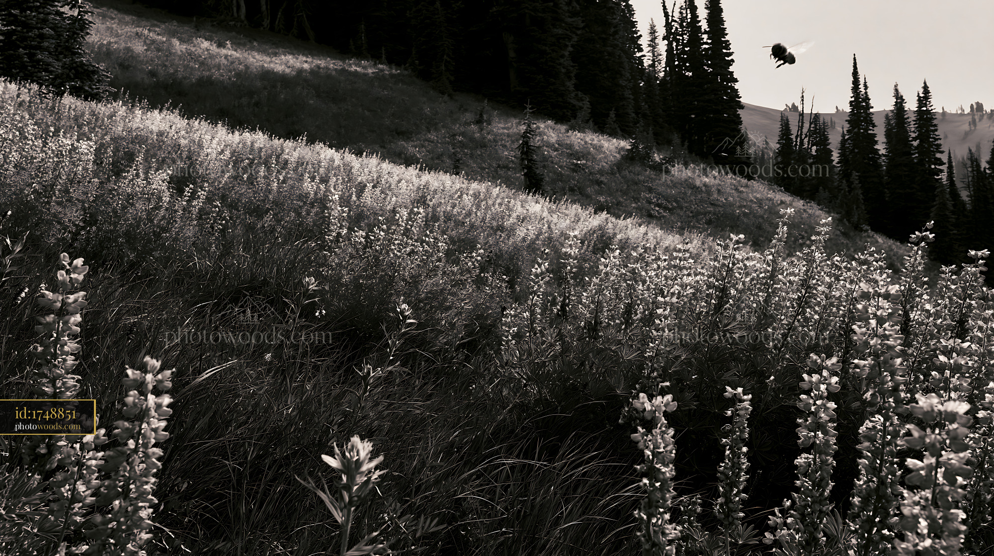 Lupine on a Hillside With Wildflowers and Forest Background