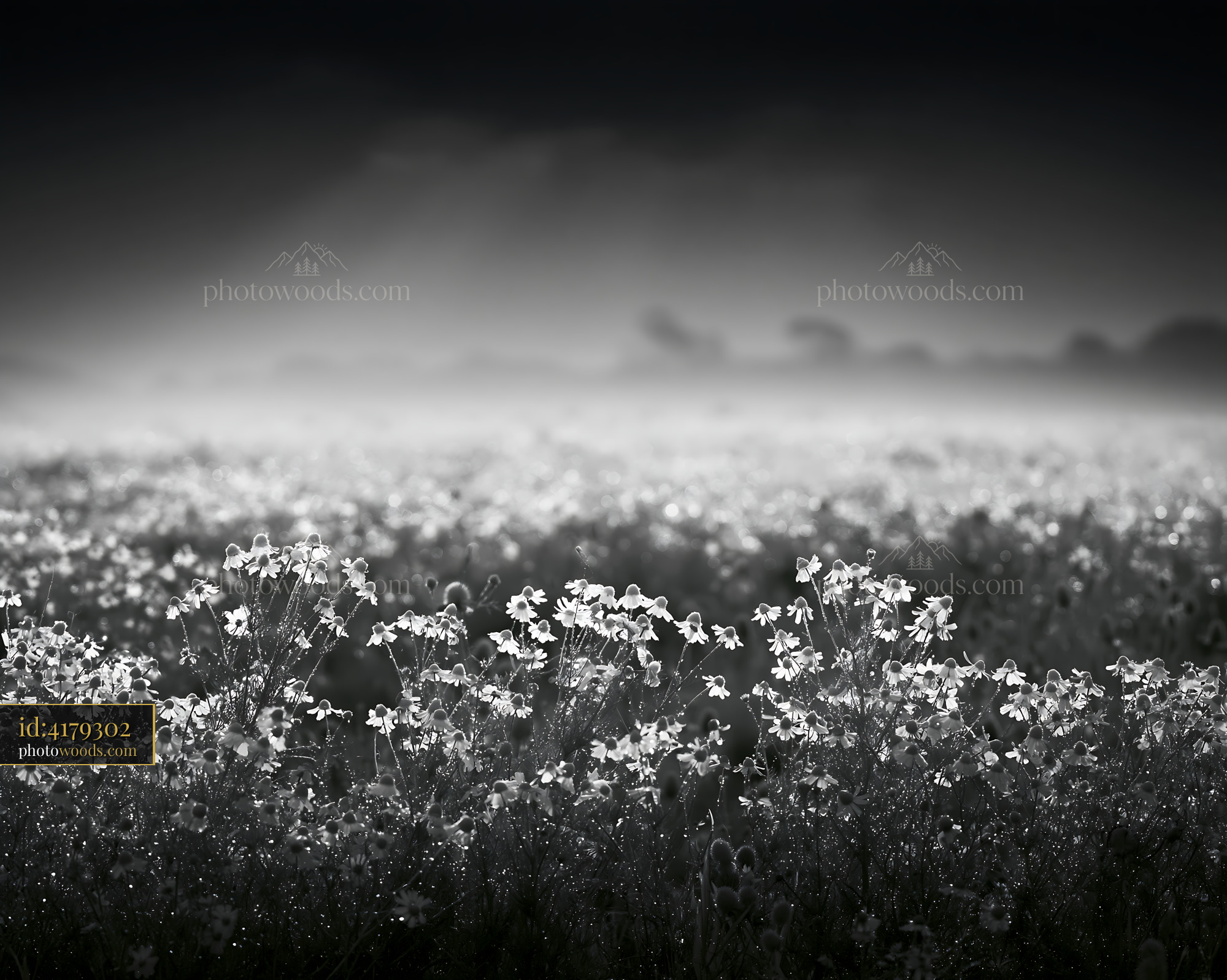 Lupine Wildflowers Blooming in a Meadow During Early Morning