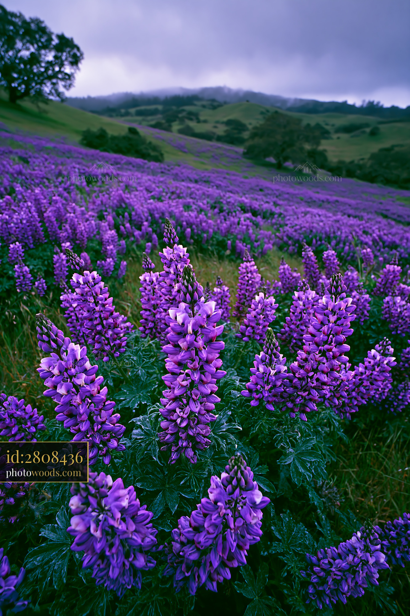 Lupine Wildflowers Blooming in a Meadow Under Cloudy Sky