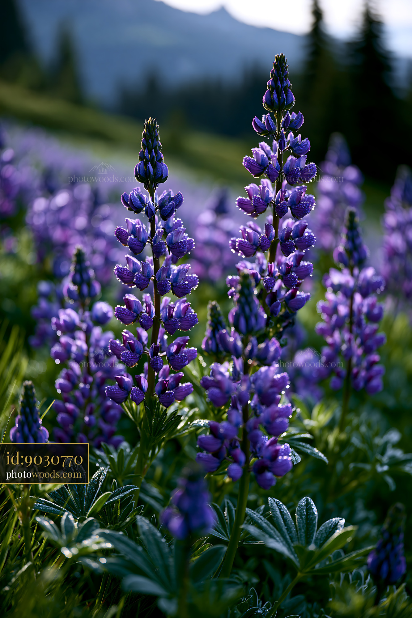 Lupine Wildflowers Blooming in a Sunny Alpine Meadow