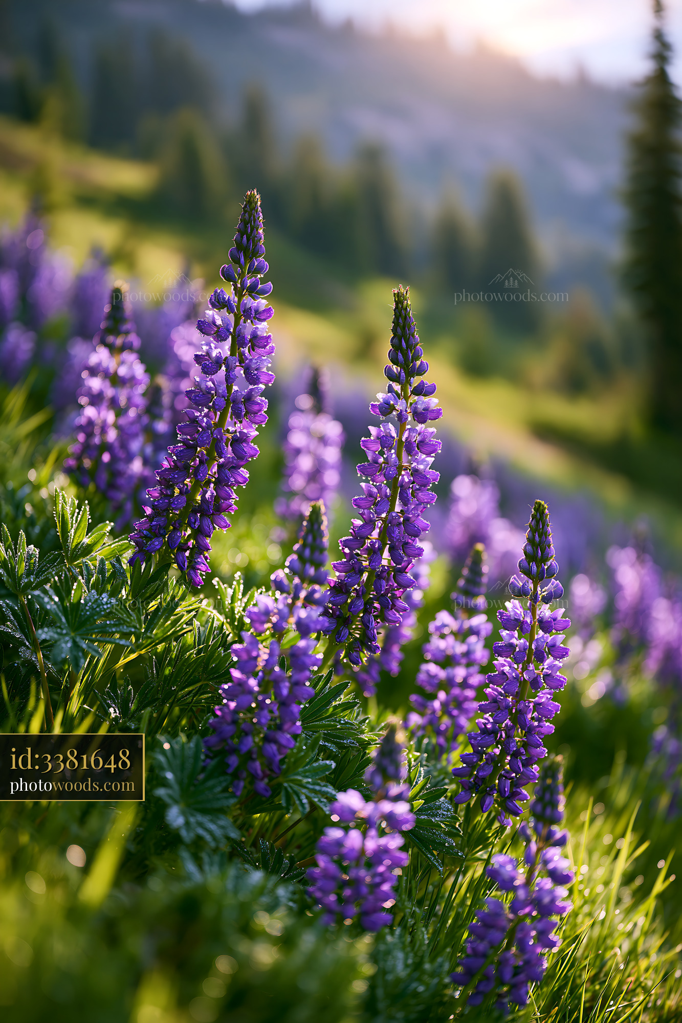 Lupine Wildflowers Blooming in an Alpine Meadow at Sunset