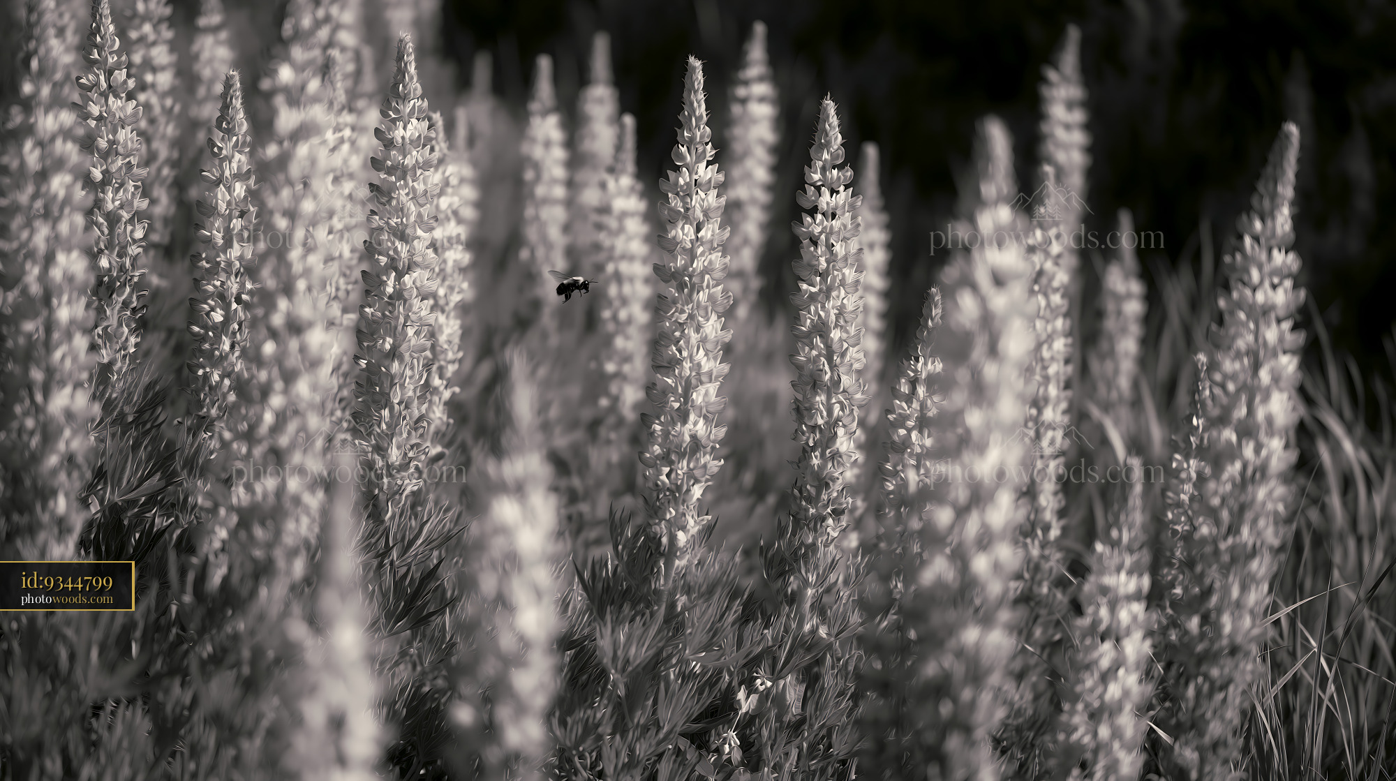 Lupine Wildflowers in Bloom at an Alpine Meadow