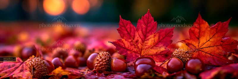 Maple Leaves and Acorns in Autumn Setting