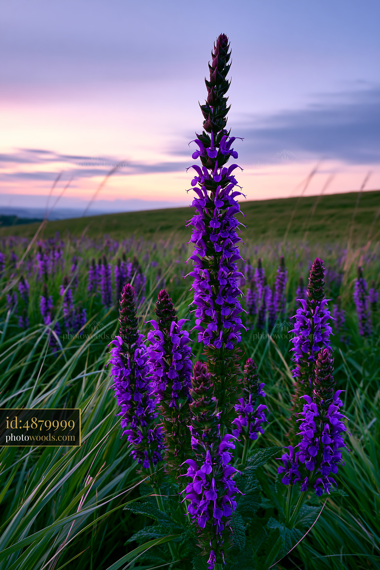 Meadow Sage Blooming at Sunrise in a Grassy Field