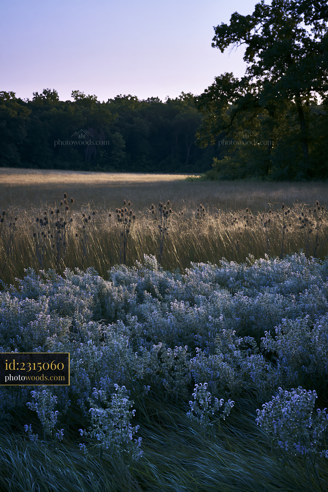Meadow Sage Blooming in a Field at Dawn
