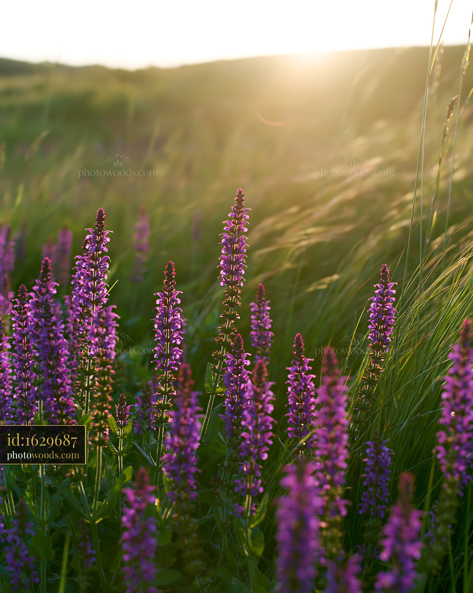 Meadow Sage Blooming in a Golden Hour Field