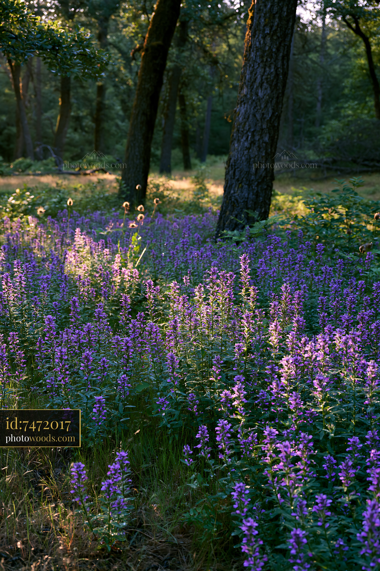 Meadow Sage Blooming in Forest With Soft Light and Golden Hour