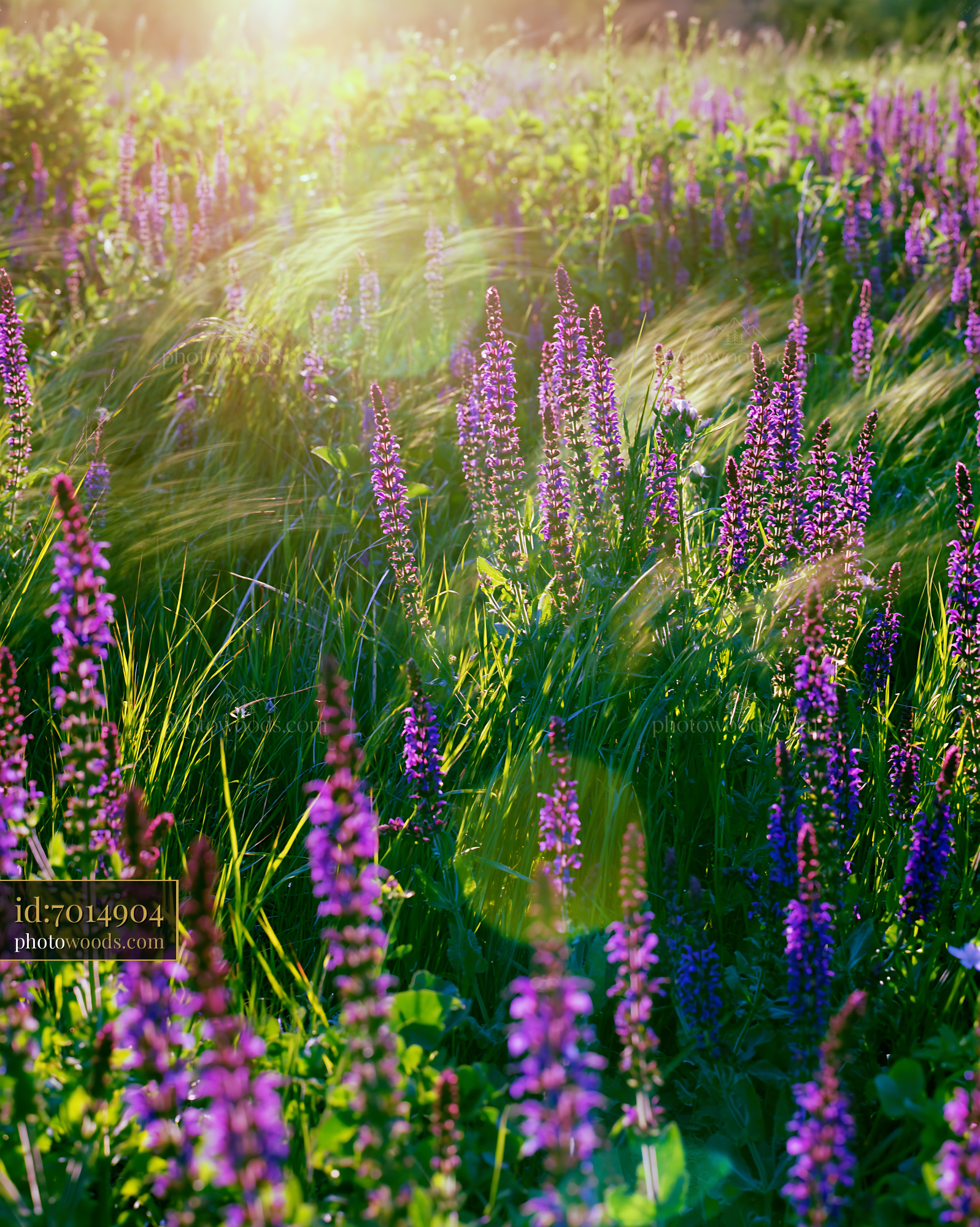 Meadow Sage Blooms in Sunlight Near Grass and Wildflowers