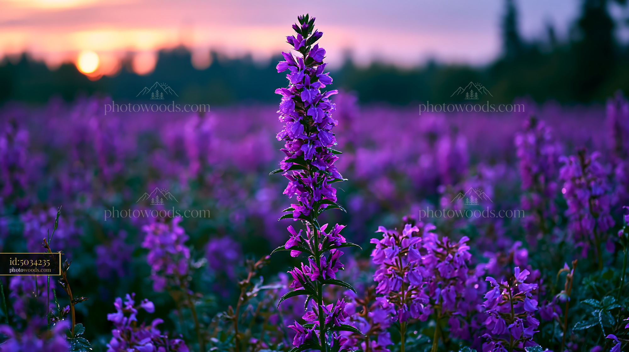 Meadow Sage Purple Flowers Blooming at Sunset in a Field