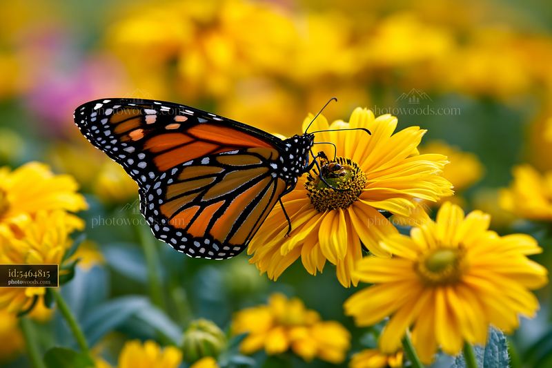 Monarch butterfly feeding on rudbeckia flower in sunlight